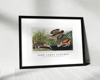 John James Audubon - American Woodcock from Birds of America (1827)