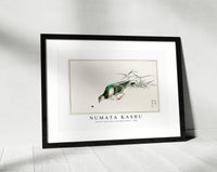 Numata Kashu - Eastern Turtle Dove and Miscanthus illustration from Pictorial Monograph of Birds (1885)