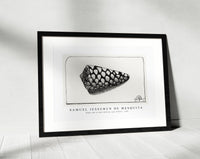 Samuel Jessurun De Mesquita - Right side of shell (Schelp, naar rechts) (1907)