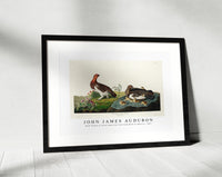 John James Audubon - Wild Turkey or Great American Cock from Birds of America (1827)