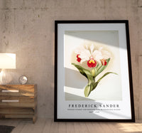 Frederick Sander - Cattleya trianaei schroederiana from Reichenbachia Orchids-1847-1920