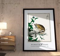 Numata Kashu - Greenshank and Bupleurum Sachalinense illustration from Pictorial Monograph of Birds (1885)