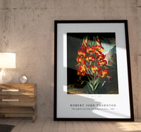 Robert John Thornton - The Superb Lily from The Temple of Flora (1807)