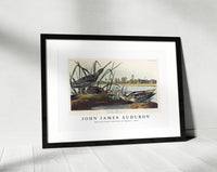 John James Audubon - American Snipe from Birds of America (1827)