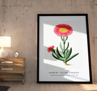 Robert Jacob Gordon - Carpobrotus quadrifidus L. Bolus (1777–1786)