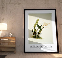 Frederick Sander - Cattleya lueddemanniana alba from Reichenbachia Orchids-1847-1920