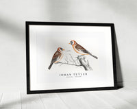 Johan Teyler - Goldfinches (1688-1698)