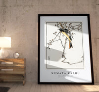 Numata Kashu - Siberian Blue-tail illustration from Pictorial Monograph of Birds (1885)