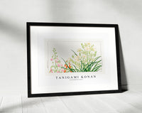 Tanigami Konan - Ornithogalum flower