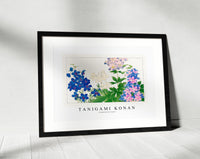 Tanigami Konan-Delphinium flower