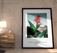 Robert John Thornton - Indian Reed from The Temple of Flora (1807)