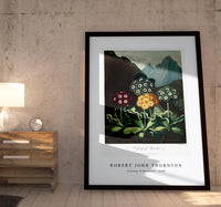 Robert John Thornton - A Group of Auriculas from The Temple of Flora (1808)