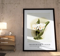 Frederick Sander - Cattleya schroederoe alba from Reichenbachia Orchids-1847-1920