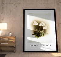 Frederick Sander - Cypripedium niveum from Reichenbachia Orchids-1847-1920