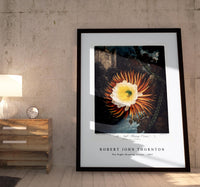 Robert John Thornton - The Night–Blowing Cereus from The Temple of Flora (1807)