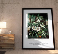 Robert John Thornton - The Passiflora Cerulea from The Temple of Flora (1807)