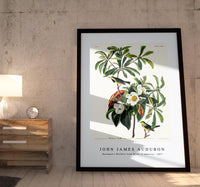 John James Audubon - Bachman's Warbler from Birds of America (1827)