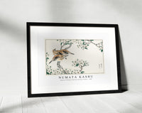 Numata Kashu - Japanese Meadow Bunting and Pear Flower illustration from Pictorial Monograph of Birds (1885)