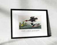 John James Audubon - Red-breasted Merganser from Birds of America (1827)