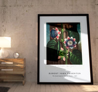 Robert John Thornton - The Quadrangular Passion Flower from The Temple of Flora (1807)