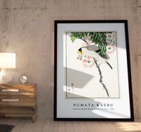 Numata Kashu - Japanese Masked Hawfinch and Silk Tree illustration from Pictorial Monograph of Birds (1885)