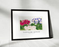 Tanigami Konan - Vintage cineraria flower