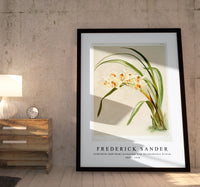 Frederick Sander - Cymbidium (hybridum) winnianum from Reichenbachia Orchids-1847-1920
