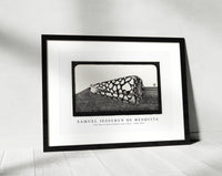 Samuel Jessurun De Mesquita - Left side of shell (Schelp, naar links) (1878–1944)