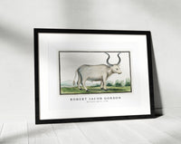 Robert Jacob Gordon - Bos taurus cape ox (1778)