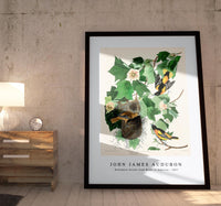 John James Audubon - Baltimore Oriole from Birds of America (1827)