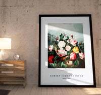 Robert John Thornton - Roses from The Temple of Flora (1807)