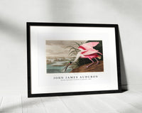 John James Audubon - Roseate Spoonbill from Birds of America (1827)