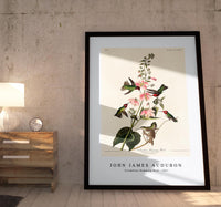 John James audubon - Columbian Humming Bird from Birds of America (1827)