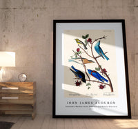 John James Audubon - Townsend's Warbler, Arctic Blue-bird and Western Blue-bird from Birds of America (1827)