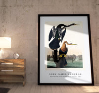 John James Audubon - Black-bellied Darter from Birds of America (1827)