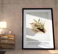 Frederick Sander - Cypripedium hybridum youngianum from Reichenbachia Orchids-1847-1920