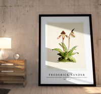 Frederick Sander - Cypripedium (hybridum) castleanum from Reichenbachia Orchids-1847-1920