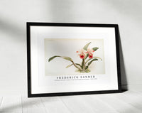 Frederick Sander - Cattleya labiata trianaei from Reichenbachia Orchids-1847-1920