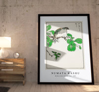 Numata Kashu - Barbary Dove and Oak Tree illustration from Pictorial Monograph of Birds (1885)