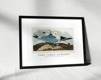 John James Audubon - Kittiwake Gull from Birds of America (1827)