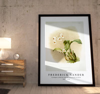 Frederick Sander - Coelogyne sanderæ from Reichenbachia Orchids-1847-1920