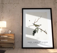 John James Audubon - Red-eyed Vireo from Birds of America (1827)