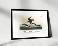 John James Audubon - Hyperborean phalarope from Birds of America (1827)