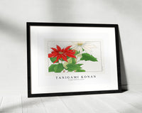Tanigami Konan - Vintage poinsettia flower