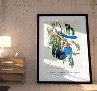 John James Audubon - Florida Jay from Birds of America (1827)