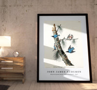 John James Audubon - White-breasted Black-capped Nuthatch from Birds of America (1827)