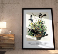 John James Audubon - Mocking Bird from Birds of America (1827)