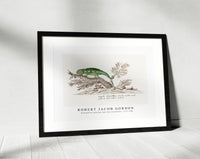 Robert Jacob Gordon - Bradypodion pumilum cape dwarf chameleon (1777–1786)