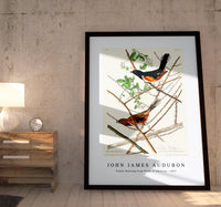 John James Audubon - Towee Bunting from Birds of America (1827)