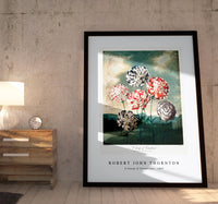 Robert John Thornton - A Group of Carnations from The Temple of Flora (1807)